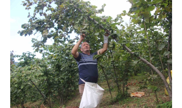 Ordu'da fındık hasadı başladı