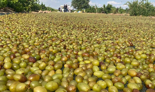 Peygamber üzümünün kurutulma yolculuğu başladı