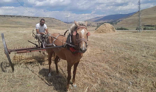 Sarıkamış'ta hasat vakti, Çiftçiler ektiklerini topluyor
