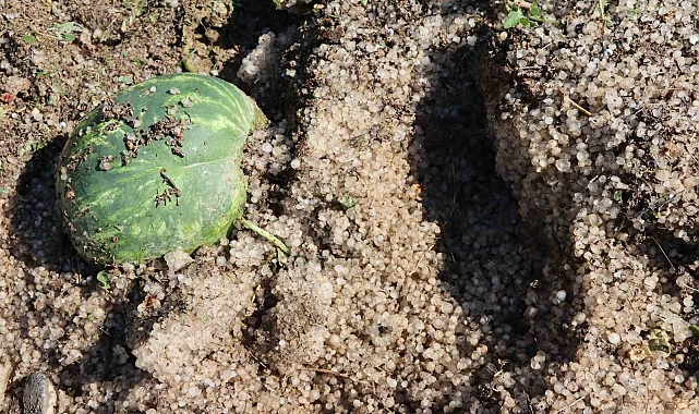 Sel Erzurum'da yaklaşık 50 ton karpuza zarar verdi