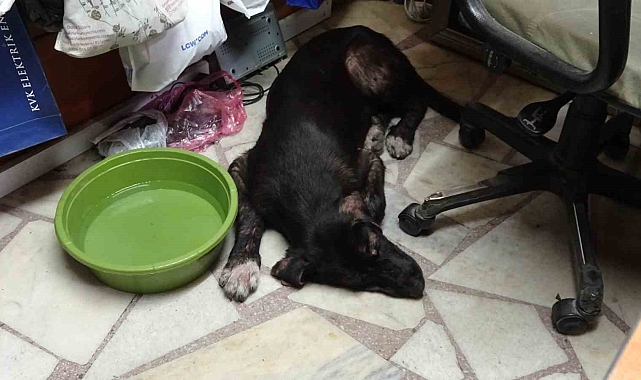 Sıcaktan bunalan sokak köpeği klimalı işyerine girerek serinledi
