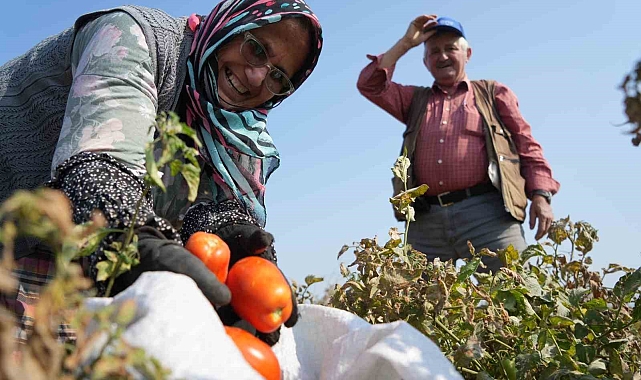 Sosyal medyada çağrı yaptı, tarlada kalan domatesi bedava dağıttı