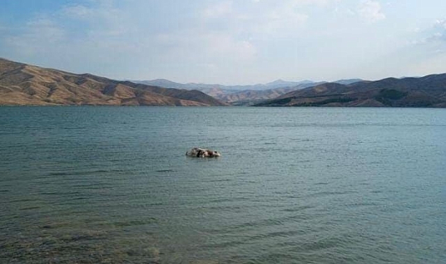 Sürüden ayrılan inek girdiği Karakaya baraj gölünde telef oldu