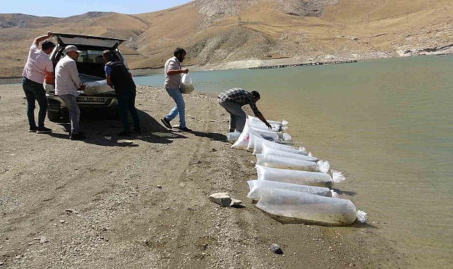 Van'da 400 bin yavru sazan göllere bırakıldı