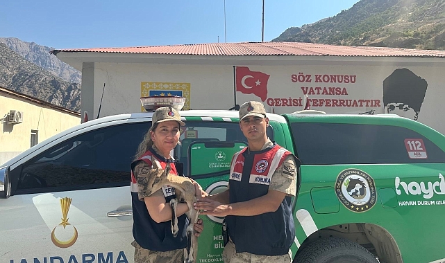 Yaralı yavru dağ keçisine şefkat eli