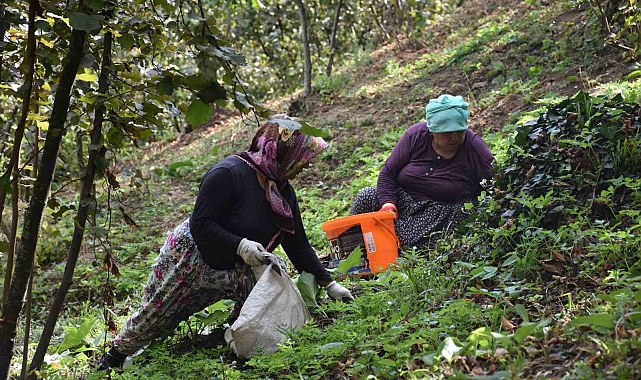 13 dönümlük bahçede fındıklarını 5 kişilik akraba ekibiyle topluyor