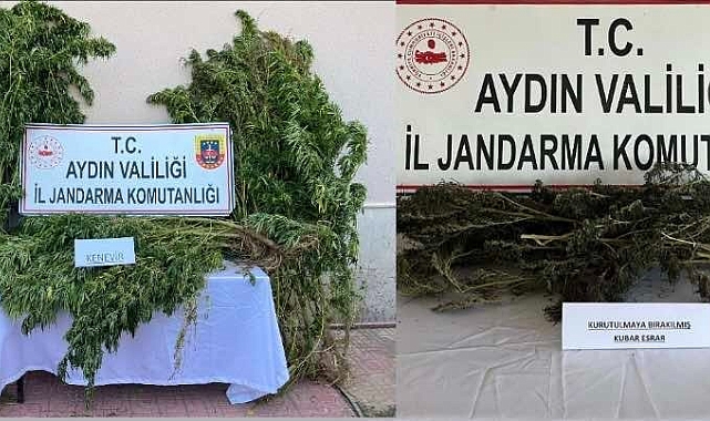 153 kök hint keneviri ele geçirildi