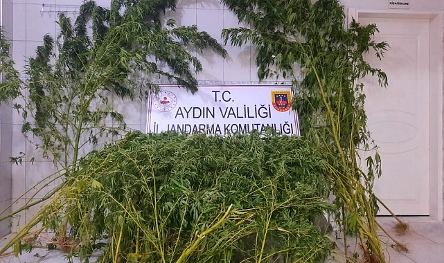 167 kök hint keneviri bitkisi ele geçirildi