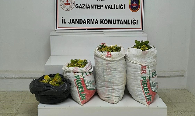 350 kilogram fıstık hırsızlığı yaptığı tespit edilen 4 şüpheliden 2'si tutuklandı