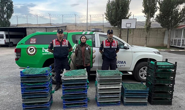 Ağrı'da kaçak kurbağa operasyonu