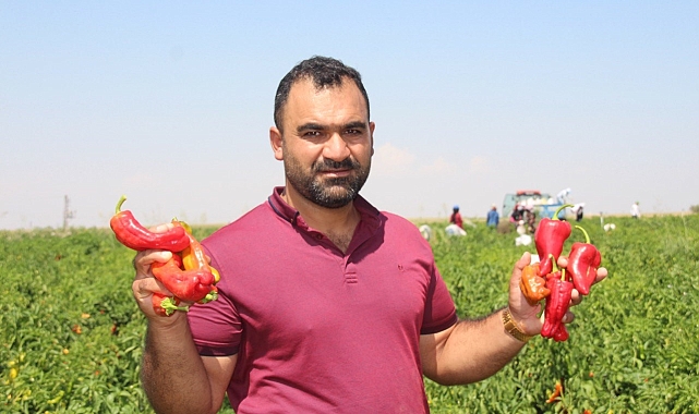 Ağustos ayında başlayan acı biberin tarlada hasadı devam ediyor