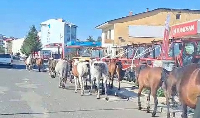 Ardahan'da sahipsiz atlar trafiği tehlikeye soktu