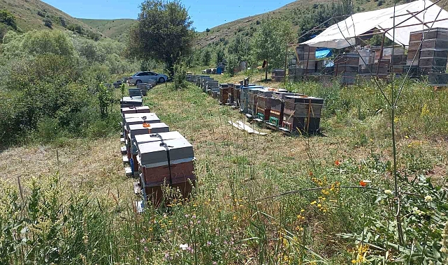 Arıcılar, son on yılın en verimsiz sezonunu yaşadı