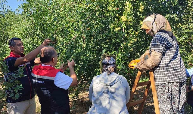 Aydın'da sağlıklı yaşamın simgelerinden biri haline gelen hünnap hasadı başladı