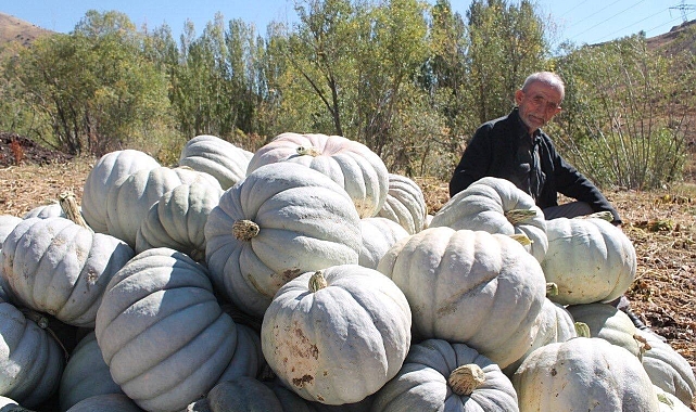 Bayburt bal kabağı hasadı başladı