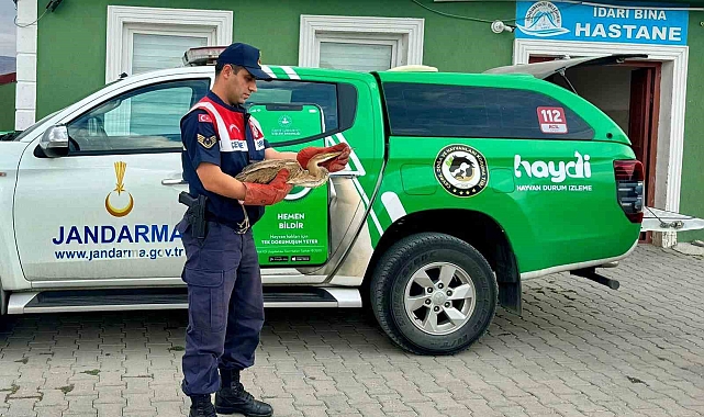 Bitkin düşen Balıkçıl Kuşu, kurtarıldı
