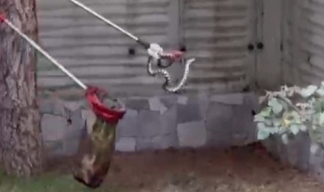 Bolu'da bir evin bahçesinde duvara sıkışan yılan, kurtarıldı