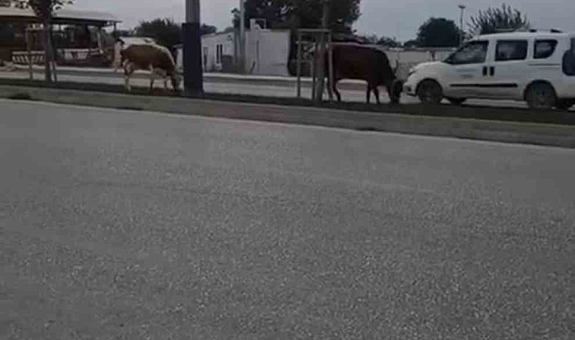 Bursa'da başıboş 2 inek, orta refüjde otladı