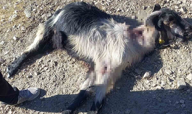 Denizli'de vahşet: 10 keçiyi kurşuna dizdiler