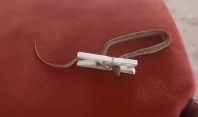 Elazığ'da bir eve giren yılan çamaşır mandalı ile yakalandı