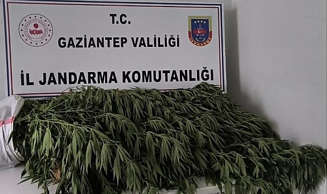 Gaziantep'te Hint keneviri ele geçirildi