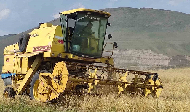 Genetiği bozulmamış 13 bin yıllık kavılca buğdayında hasat dönemi