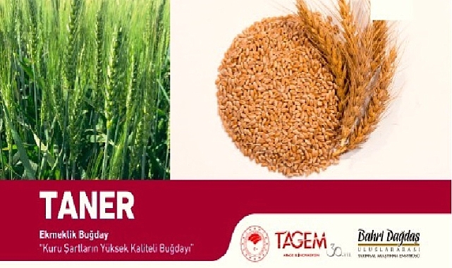 Iğdır'da %50 destekli buğday tohumu dağıtımı yapılacak