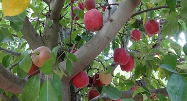 Iğdır'ın Al Alması hasadına başlandı