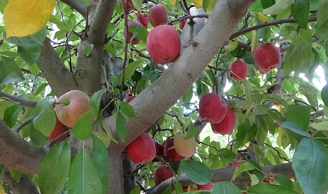 Iğdır'ın Al Alması hasadına başlandı