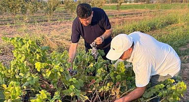 Iğdır Üniversitesinde Üzüm Hasadı Başladı