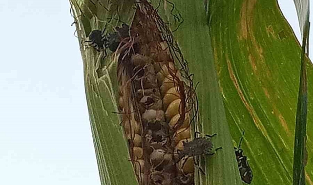 Kahverengi kokarca böceği, mısır bahçelerini istila ediyor