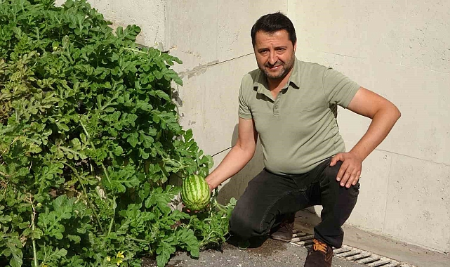 Karpuz yetiştirilmeyen Sivas'ta betonda karpuz yetişti