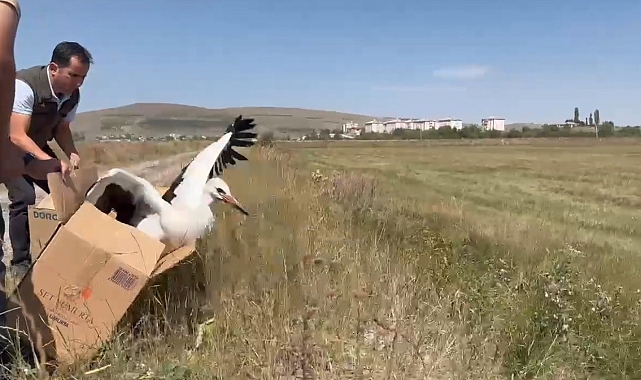 Kars'ta tedavi edilen leylekler doğaya bırakıldı
