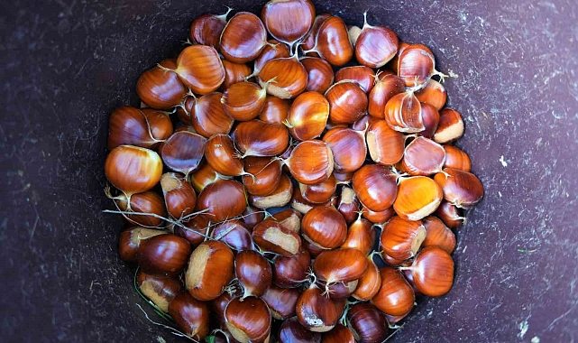 Kestane hasadı başlandı