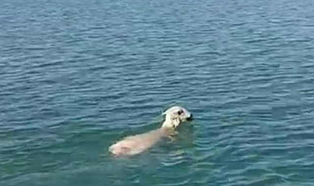 'Koyun' Balıkçı ağına takıldı