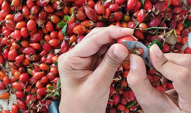 Kuşburnunun zorlu yolculuğu