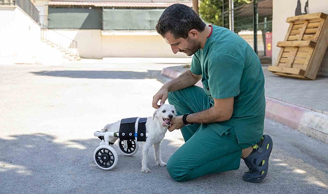 Mersin'de bir apartmanda bitkin halde arka ayakları kesilmiş halde bulunan köpek yeni yuvasına kavuştu