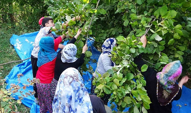 'Olmaz' denilen fındığın hasadına başlandı
