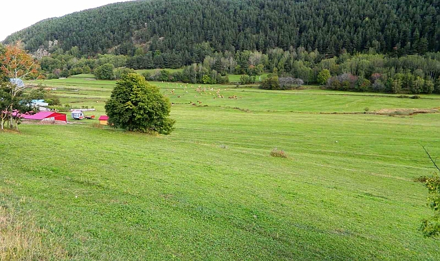 Posof'ta sonbahara rağmen bahardan kalma günler yaşanıyor
