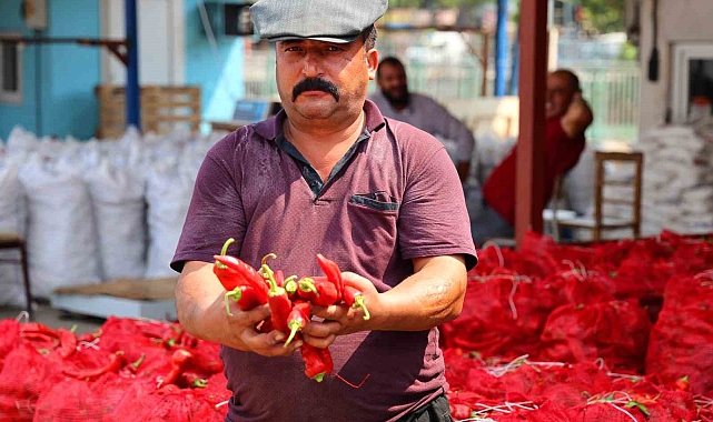 Salça sezonu başladı
