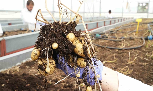 Yerli ve milli patates çeşitleri geliştiriliyor