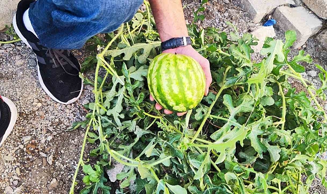 Yol ortasında yetişen karpuz görenleri hayrete düşürdü