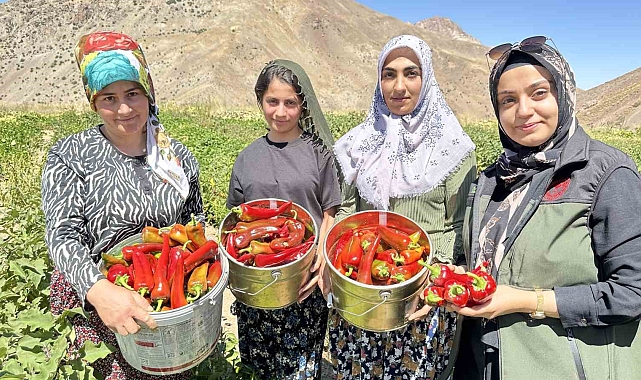 Yüksekova'da biber hasadı başladı