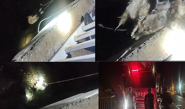 Zap Suyu kenarında mahsur kalan oğlaklar itfaiye ekibince kurtarıldı
