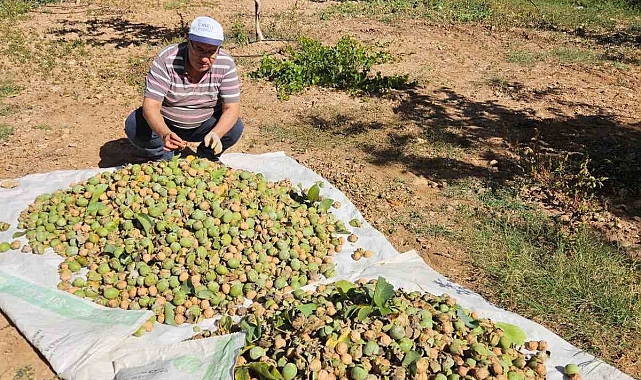 2024 sezonu ceviz hasadı başladı