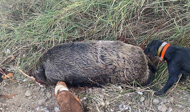 300 kilo ağırlığında devasa yaban domuz avladılar