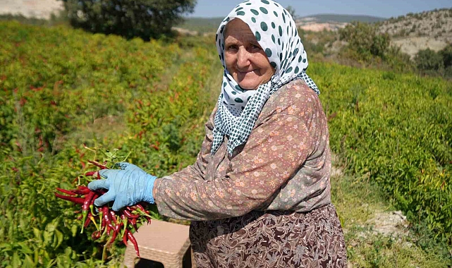 Acı kırmızıbiberin verimi düştü