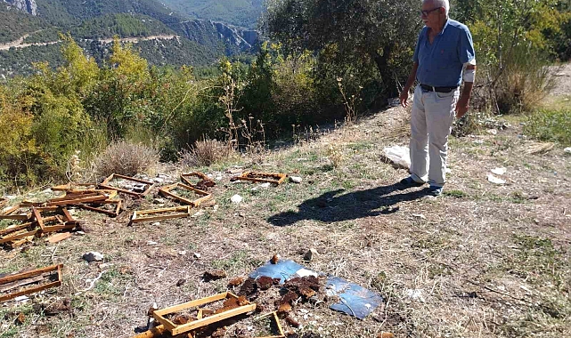 Çç kalan ayılar kovanları parçaladı