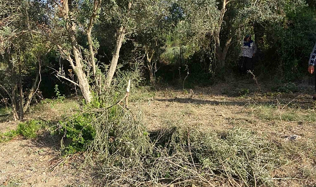 Çıkan tartışmada kadınlara karşı soyunup tartışan kişi zeytin ağaçlarını kesti iddiası