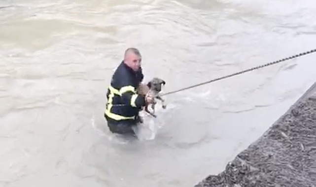 Dereye düşen köpeği itfaiye kurtardı